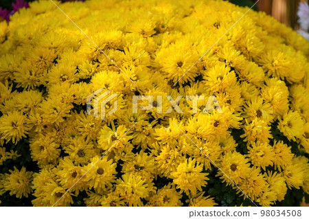 黃色的小菊花靜靜地盛開 98034508