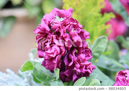 開滿鮮花 0002 開滿鮮花 0002 98034803