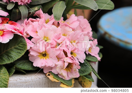 Full of flowers 0004 Full of flowers 0004 98034805