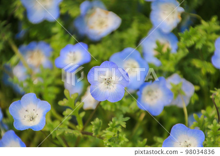 Nemophila 98034836