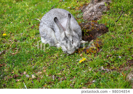 rabbit, animal, year of the rabbit, year of the rabbit, meal, feed, eat, rest, cute, 98034854