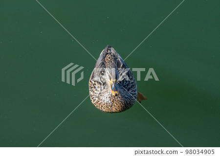 Mallard female swimming in the moat of Osaka Castle 98034905