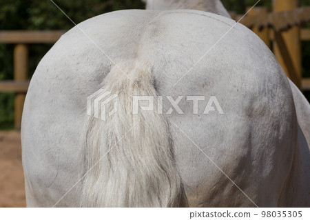 White horse back view with tail White horse back view with tail 98035305