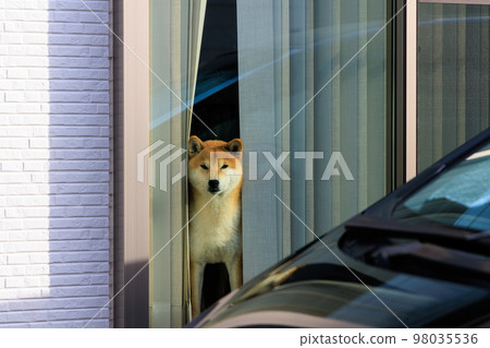 Shiba Inu looking at this from the room 98035536
