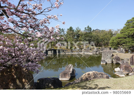 splendid pond and cherry blossoms 98035669