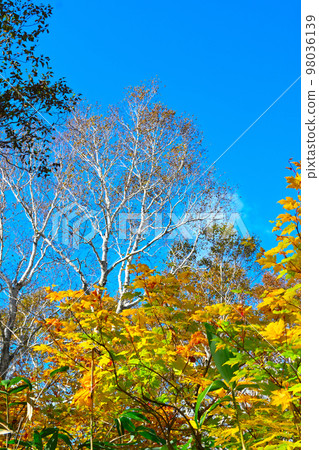 Hokkaido white birch & autumn leaves & blue sky Hokkaido white birch & autumn leaves & blue sky 98036139