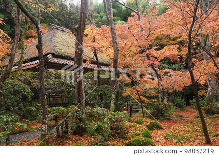 京都只王寺的秋葉 京都只王寺的秋葉 98037219