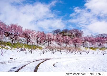 Field of snow and rows of cherry trees Field of snow and rows of cherry trees 98037635