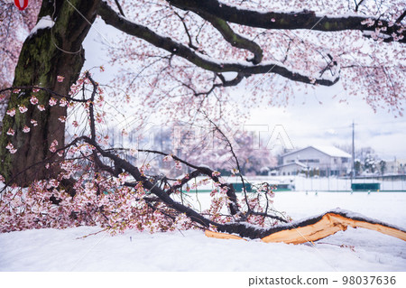 雪櫻斷枝 雪櫻斷枝 98037636