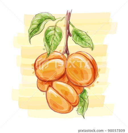 Apricots watercolor sketch Apricots watercolor sketch 98037809