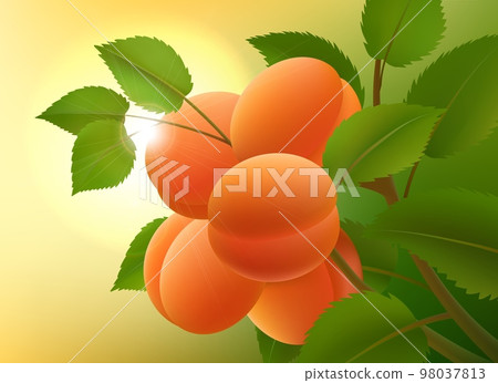 Apricots fruits branch sun 98037813