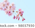 Blue sky and weeping cherry close-up 98037930