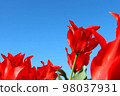 Blue sky and red tulips 98037931