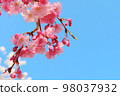Blue sky and weeping cherry close-up 98037932