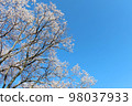 Cherry blossoms in full bloom against the blue sky 98037933
