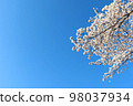Cherry blossoms in full bloom against the blue sky 98037934