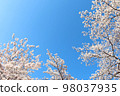 Cherry blossoms in full bloom against the blue sky 98037935