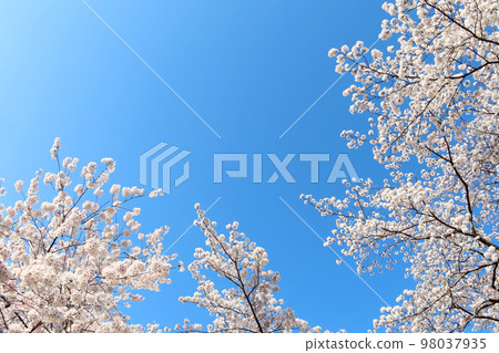 Cherry blossoms in full bloom against the blue sky Cherry blossoms in full bloom against the blue sky 98037935