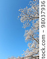 Cherry blossoms in full bloom against the blue sky 98037936