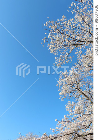 Cherry blossoms in full bloom against the blue sky Cherry blossoms in full bloom against the blue sky 98037936