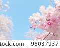Blue sky and drooping cherry tree 98037937