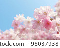 Blue sky and weeping cherry close-up 98037938