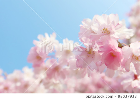 Blue sky and weeping cherry close-up Blue sky and weeping cherry close-up 98037938