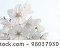 Close-up of cherry blossoms in full bloom 98037939