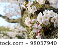 Cherry blossoms blooming directly on the tree trunk 98037940