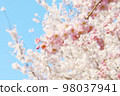 cherry blossoms and weeping cherry 98037941
