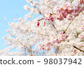 cherry blossoms and weeping cherry 98037942