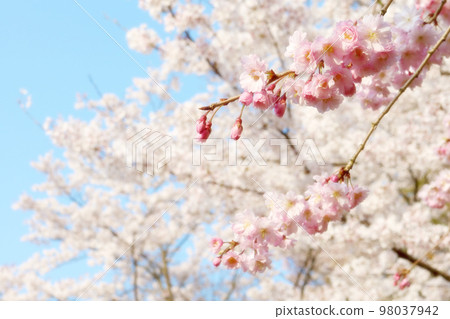 cherry blossoms and weeping cherry cherry blossoms and weeping cherry 98037942