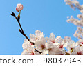 Cherry blossoms in full bloom and cherry blossoms close-up 98037943