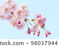 Blue sky and weeping cherry close-up 98037944