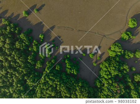 Green mangrove forest with morning sunlight. Mangrove ecosystem. Natural carbon sinks. Mangroves capture CO2 from the atmosphere. Blue carbon ecosystems. Mangroves absorb carbon dioxide emissions. 98038102