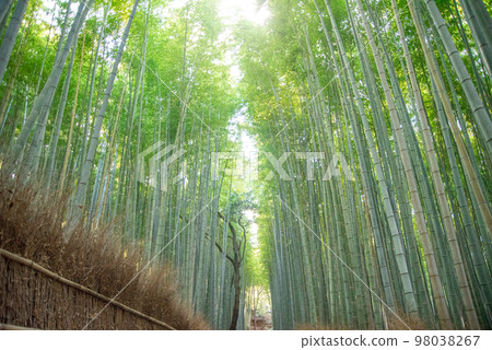 京都嵯峨嵐山美麗的竹林風光 98038267
