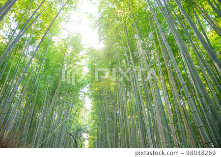 京都嵯峨嵐山美麗的竹林風光 京都嵯峨嵐山美麗的竹林風光 98038269