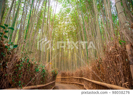 Beautiful bamboo grove scenery at Saga-Arashiyama in Kyoto Beautiful bamboo grove scenery at Saga-Arashiyama in Kyoto 98038276