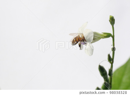 Honey bee seeking nectar on white Chinese violet or coromandel or creeping foxglove ( Asystasia gangetica ) blossom in field isolated on white background 98038328