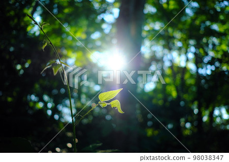beautiful sunbeams in the forest 98038347