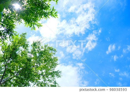 公園里美麗的藍天和樹木 公園里美麗的藍天和樹木 98038593