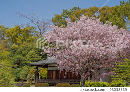 Japanese-style mansion and cherry blossoms 98038889