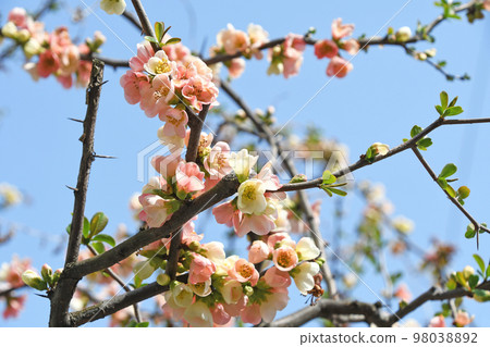 散景(皺巴巴的) 散景(皺巴巴的) 98038892