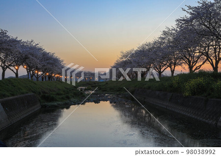 Cherry blossom trees on the Kusaba River Cherry blossom trees on the Kusaba River 98038992