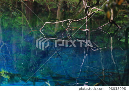 青池倒映的曲折樹枝 98038998