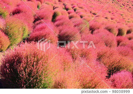 許多地膚染成粉紅色 98038999