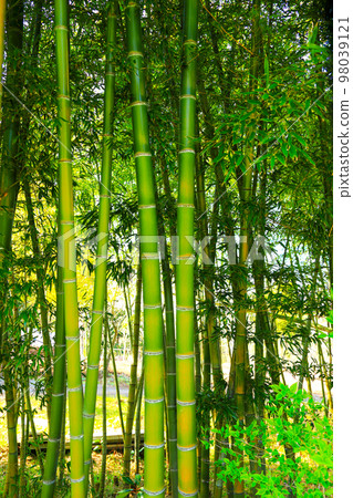 Bamboo, bamboo, forest, forest, plant, cultivate, stem, leaf, Bamboo, bamboo, forest, forest, plant, cultivate, stem, leaf, 98039121