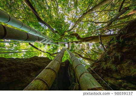 Bamboo, bamboo, forest, forest, plant, cultivate, stem, leaf, 98039137