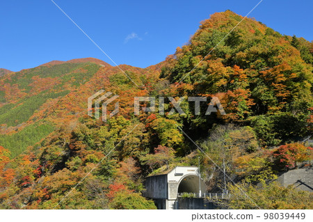 埼玉縣秩父市大瀧，在瀧澤大壩的奧秩父紅葉湖（中津川）沿堺街道沿坂道看到的秋葉 98039449