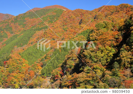 埼玉縣秩父市大瀧,在瀧澤大壩的奧秩父紅葉湖(中津川)沿堺街道沿坂道看到的秋葉 埼玉縣秩父市大瀧,在瀧澤大壩的奧秩父紅葉湖(中津川)沿堺街道沿坂道看到的秋葉 98039450